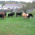 cows 021